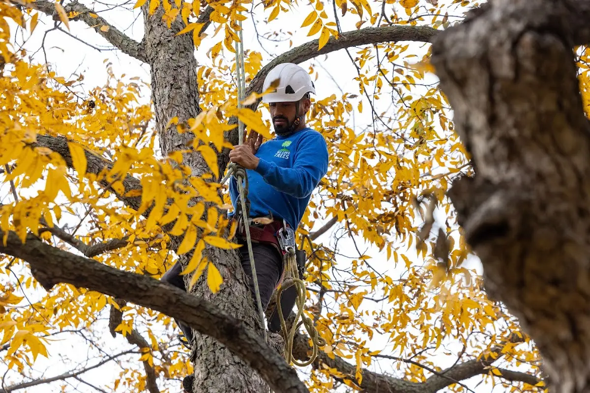 Skilled Tree Pruning crew working in Linn Grove